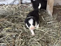 Woody, a male Border Collie for sale in New Castle, KY – 4 of 4