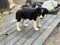 Trump, a male Border Collie for sale in New Castle, KY – 2 of 4