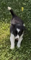 Delbert, a male Border Collie for sale in New Castle, KY – 2 of 4