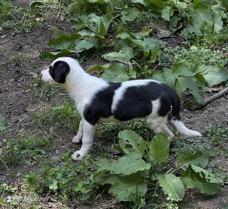 Stella – Border Collie puppy for sale in New Castle, KY