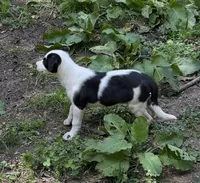 Stella, a female Border Collie for sale in New Castle, KY – 1 of 4