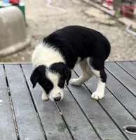 Sue, a female Border Collie for sale in New Castle, KY – 4 of 4