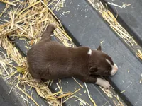 Wilbur, a male Border Collie for sale in New Castle, KY – 2 of 3
