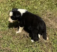Sweet Pea, a female Border Collie for sale in New Castle, KY – 2 of 2