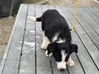 Rip, a male Border Collie for sale in New Castle, KY – 2 of 4