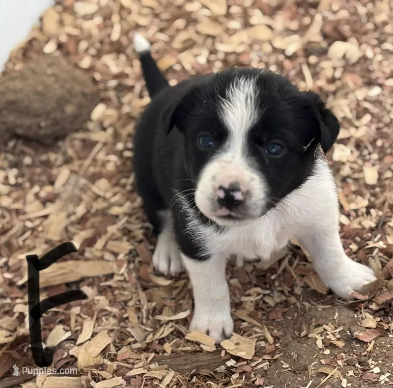 Zena – Border Collie puppy for sale in New Castle, KY