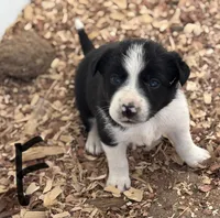 Zena, a female Border Collie for sale in New Castle, KY – Photo 1 of 6