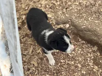 Zena, a female Border Collie for sale in New Castle, KY – Photo 4 of 6