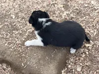 Zena, a female Border Collie for sale in New Castle, KY – Photo 6 of 6