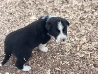 Zena, a female Border Collie for sale in New Castle, KY – Photo 5 of 6