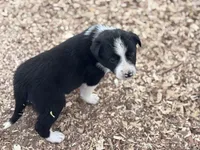 Zena, a female Border Collie for sale in New Castle, KY – Photo 3 of 6