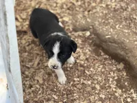 Zena, a female Border Collie for sale in New Castle, KY – Photo 2 of 6
