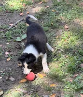 Skittles, a male Border Collie for sale in New Castle, KY – 7 of 7