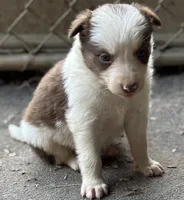 Bella, a female Border Collie for sale in New Castle, KY – 3 of 5