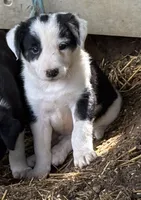 Joe, a male Border Collie for sale in New Castle, KY – 2 of 3