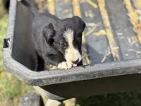 Walker, a male Border Collie for sale in New Castle, KY – 5 of 6