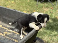 Danny Boy, a male Border Collie for sale in New Castle, KY – 4 of 5