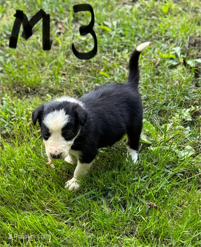 Danny Boy – Border Collie puppy for sale in New Castle, KY