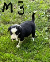 Danny Boy, a male Border Collie for sale in New Castle, KY – 1 of 1