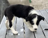 Candy, a female Border Collie for sale in New Castle, KY – 1 of 4