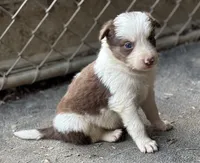 Bella, a female Border Collie for sale in New Castle, KY – 4 of 5