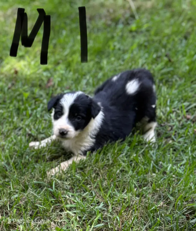 Slick – Border Collie puppy for sale in New Castle, KY