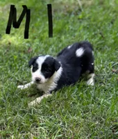 Slick, a male Border Collie for sale in New Castle, KY – 1 of 1