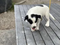 Bo, a male Border Collie for sale in New Castle, KY – 2 of 4