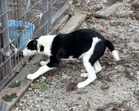 Clyde, a male Border Collie for sale in New Castle, KY – 7 of 7