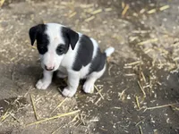 Stella, a female Border Collie for sale in New Castle, KY – 4 of 4