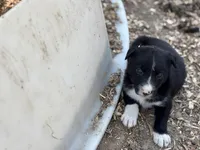 Buddy, a male Border Collie for sale in New Castle, KY – Photo 3 of 5