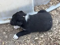 Buddy, a male Border Collie for sale in New Castle, KY – Photo 5 of 5