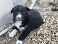 Buddy, a male Border Collie for sale in New Castle, KY – Photo 4 of 5