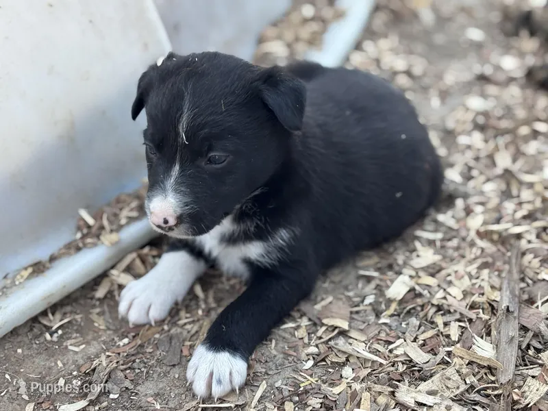 Buddy – Border Collie puppy for sale in New Castle, KY