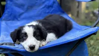 Skittles, a male Border Collie for sale in New Castle, KY – 4 of 7