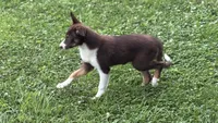Penny, a female Border Collie for sale in New Castle, KY – 2 of 6