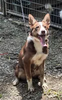Dolly, a female Border Collie for sale in New Castle, KY – 5 of 6