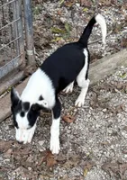 Clyde, a male Border Collie for sale in New Castle, KY – 6 of 7
