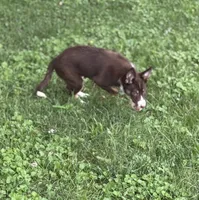 Penny, a female Border Collie for sale in New Castle, KY – 5 of 6