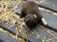 Wilbur, a male Border Collie for sale in New Castle, KY – 3 of 3