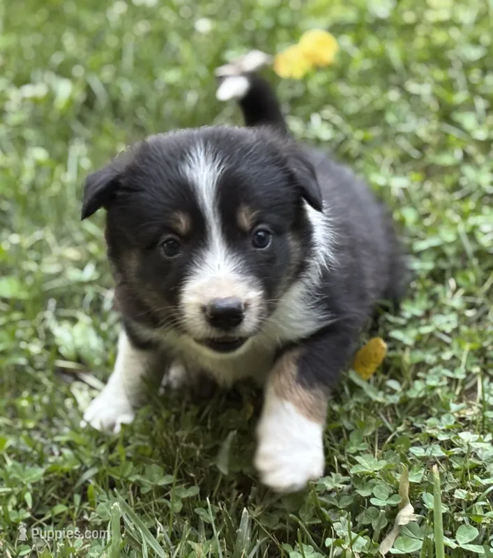 Wilbur – Border Collie puppy for sale in New Castle, KY