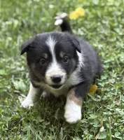Wilbur, a male Border Collie for sale in New Castle, KY – 1 of 3