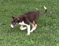Penny, a female Border Collie for sale in New Castle, KY – 1 of 6