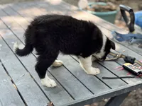 Patty, a female Border Collie for sale in New Castle, KY – 5 of 5