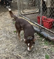 Mikey, a male Border Collie for sale in New Castle, KY – 10 of 10