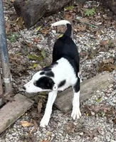 Clyde, a male Border Collie for sale in New Castle, KY – 5 of 7