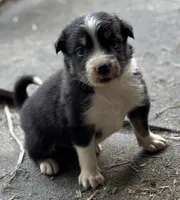 Wilbur, a male Border Collie for sale in New Castle, KY – 3 of 3