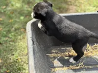 Walker, a male Border Collie for sale in New Castle, KY – 6 of 6