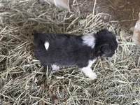 Delbert, a male Border Collie for sale in New Castle, KY – 4 of 4