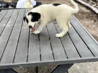 Bo, a male Border Collie for sale in New Castle, KY – 3 of 4